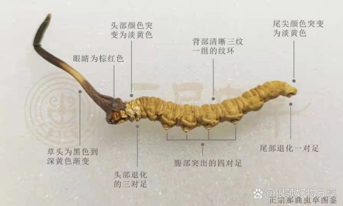 荆芥草的功效与作用及禁忌网荆芥草的功效与作用知识网站,分享荆芥草的功效与作用及禁忌症大全